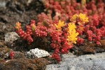 Spreading Stonecrop