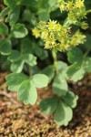 Creeping Sibbaldia blossoms & foliage