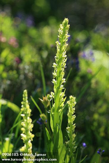 Platanthera hyperborea
