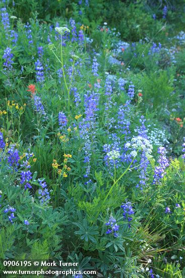 Lupinus latifolius; Senecio integerrimus; Ligusticum grayi