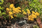 Lanceleaf Stonecrop