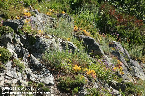 Sedum lanceolatum; Artemisia ludoviciana