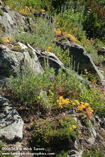 Sedum lanceolatum; Artemisia ludoviciana