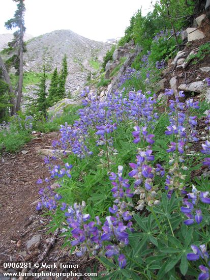 Lupinus latifolius