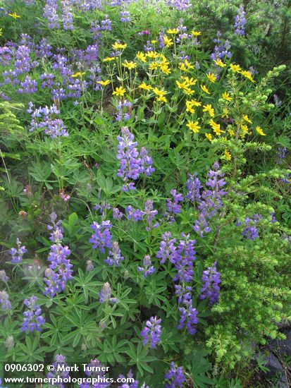 Lupinus latifolius; Arnica latifolia; Tsuga mertensiana