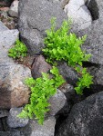 Cascade Parsley Fern