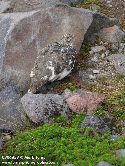 Lagopus leucurus