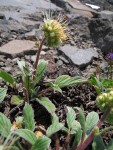 Narrowsepal Phacelia