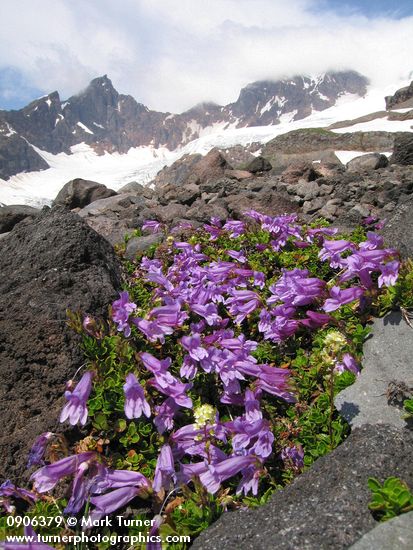 Penstemon davidsonii
