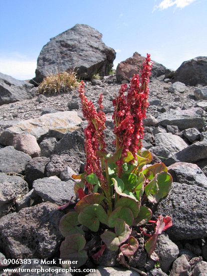Oxyria digyna