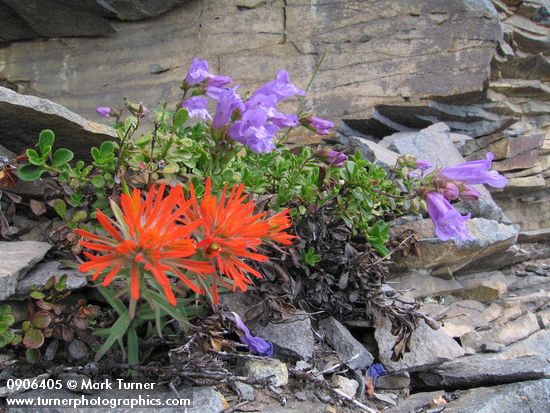 Castilleja rupicola; Penstemon davidsonii