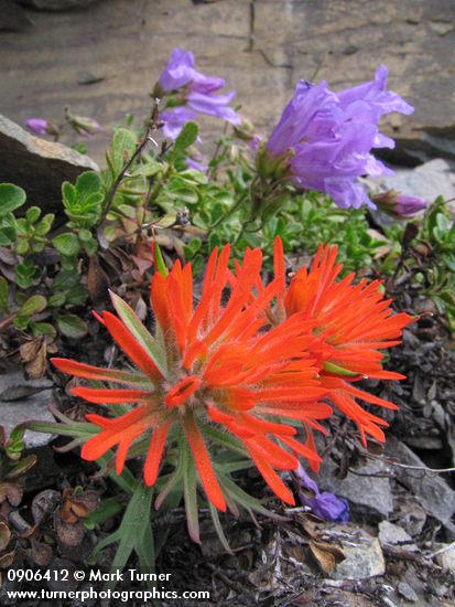 Castilleja rupicola; Penstemon davidsonii