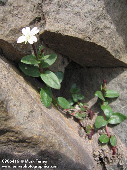 Epilobium clavatum