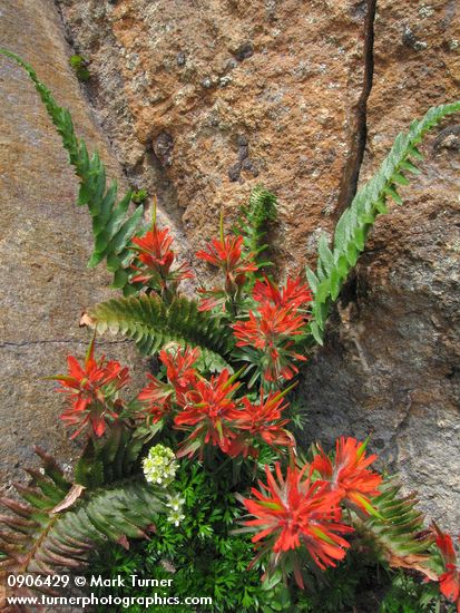 Castilleja rupicola; Luetkea pectinata; Polystichum lemmonii