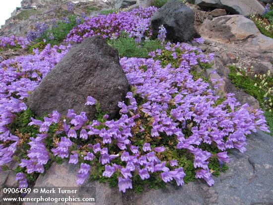 Penstemon davidsonii