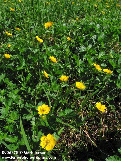 Potentilla flabellifolia