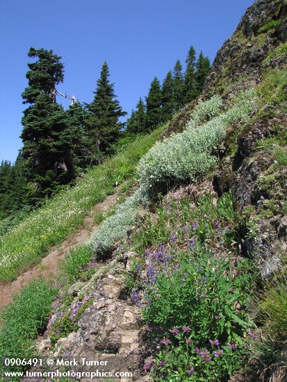Luina hypoleuca; Lupinus latifolius; Penstemon procerus