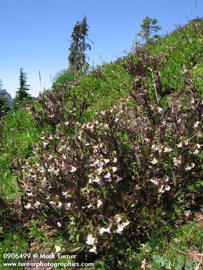 Pedicularis racemosa