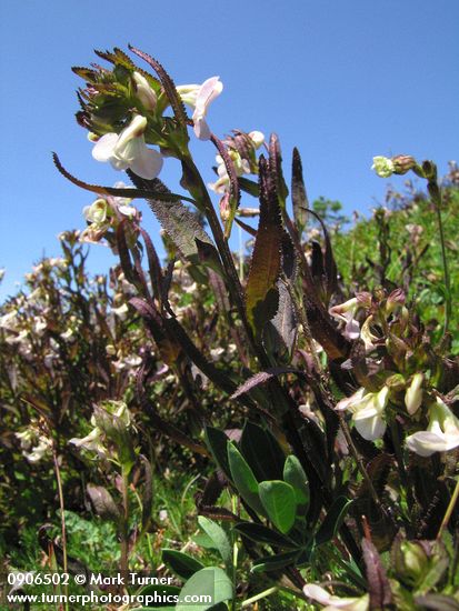 Pedicularis racemosa
