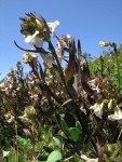 Sickletop Lousewort blossoms & foliage