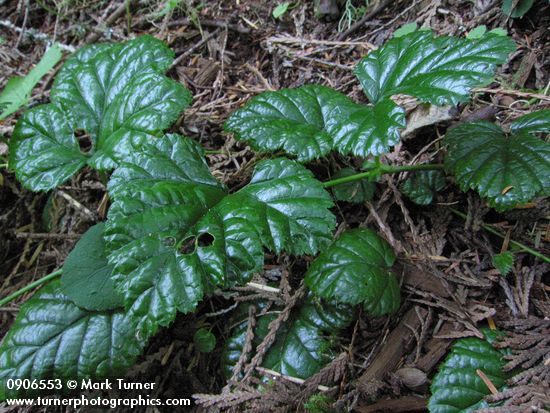 Rubus nivalis
