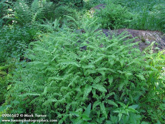 Adiantum aleuticum