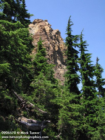 Tsuga mertensiana