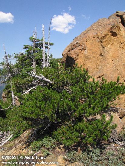 Pinus contorta