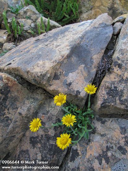 Erigeron aureus