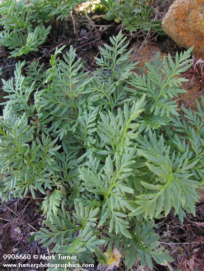 Aspidotis densa