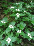 Bunchberry