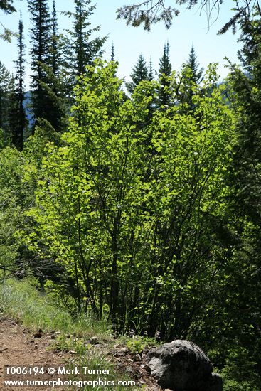 Acer glabrum var. douglasii