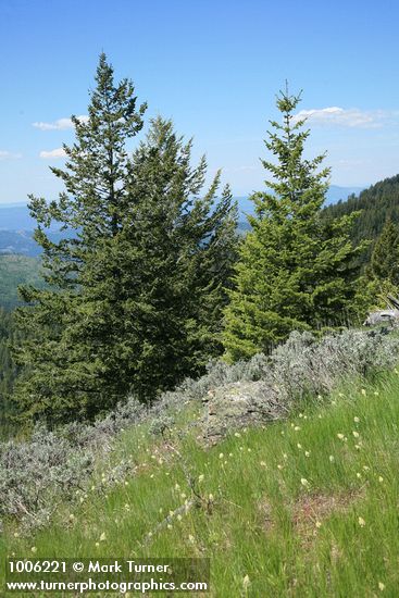 Pseudotsuga menziesii; Artemisia tridentata; Zigadenus venenosus