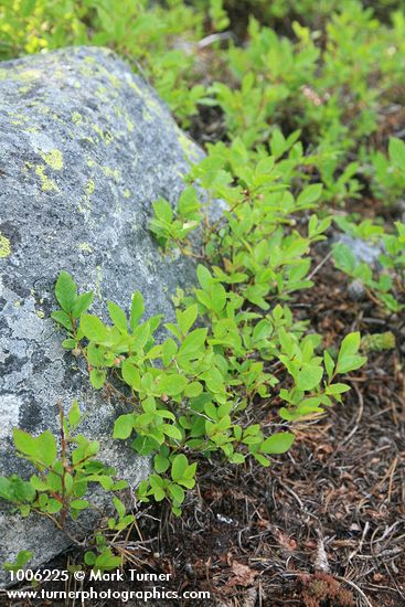 Vaccinium myrtillus