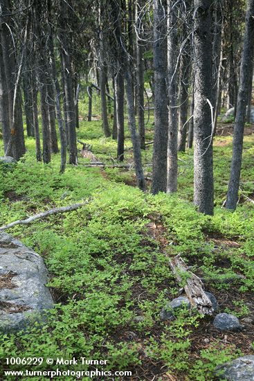 Vaccinium myrtillus