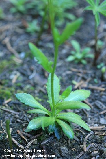 Draba stenoloba