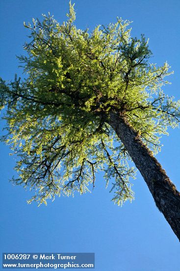 Larix occidentalis