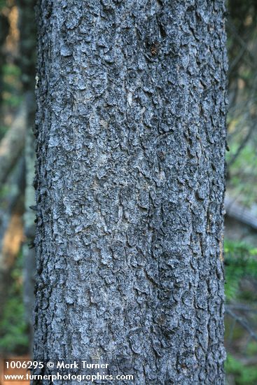 Pinus contorta