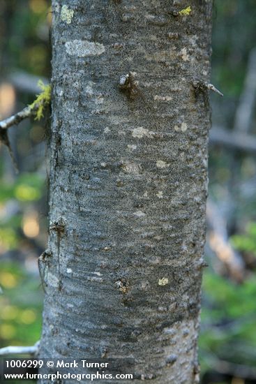 Abies lasiocarpa