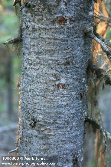 Abies lasiocarpa