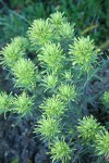 Deer Paintbrush