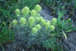 Deer Paintbrush