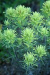 Deer Paintbrush