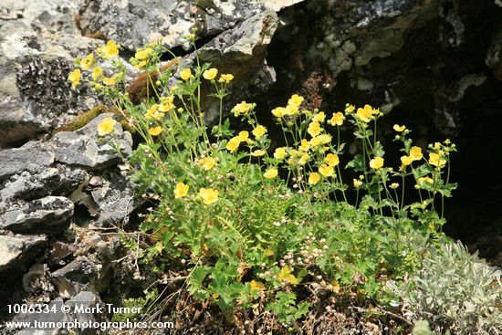 Potentilla glandulosa