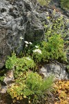 Buttercup-leaf Mock Brookfoam w/ Sticky Cinquefoil bkgnd