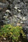 Buttercup-leaf Mock Brookfoam