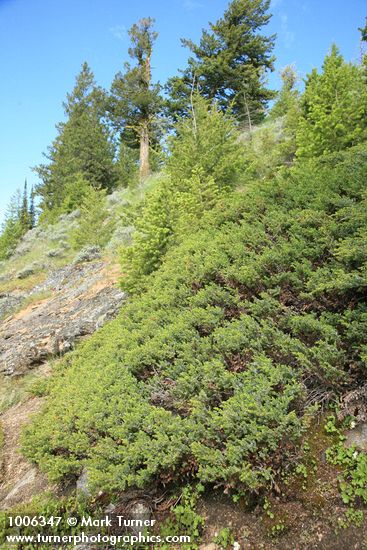 Juniperus communis