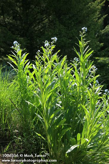 Hackelia micrantha