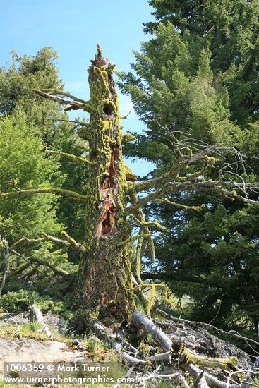 Pseudotsuga menziesii
