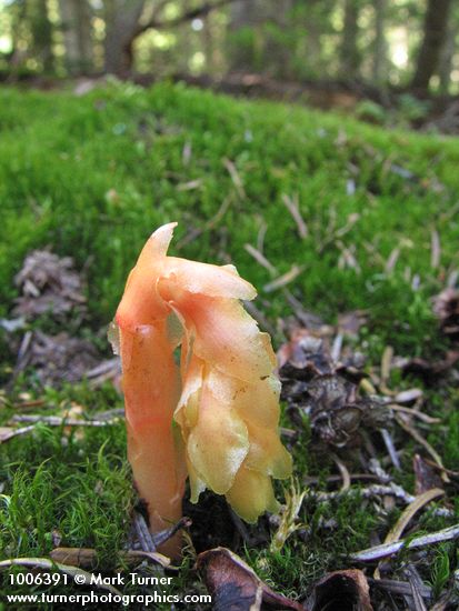 Monotropa hypopitys